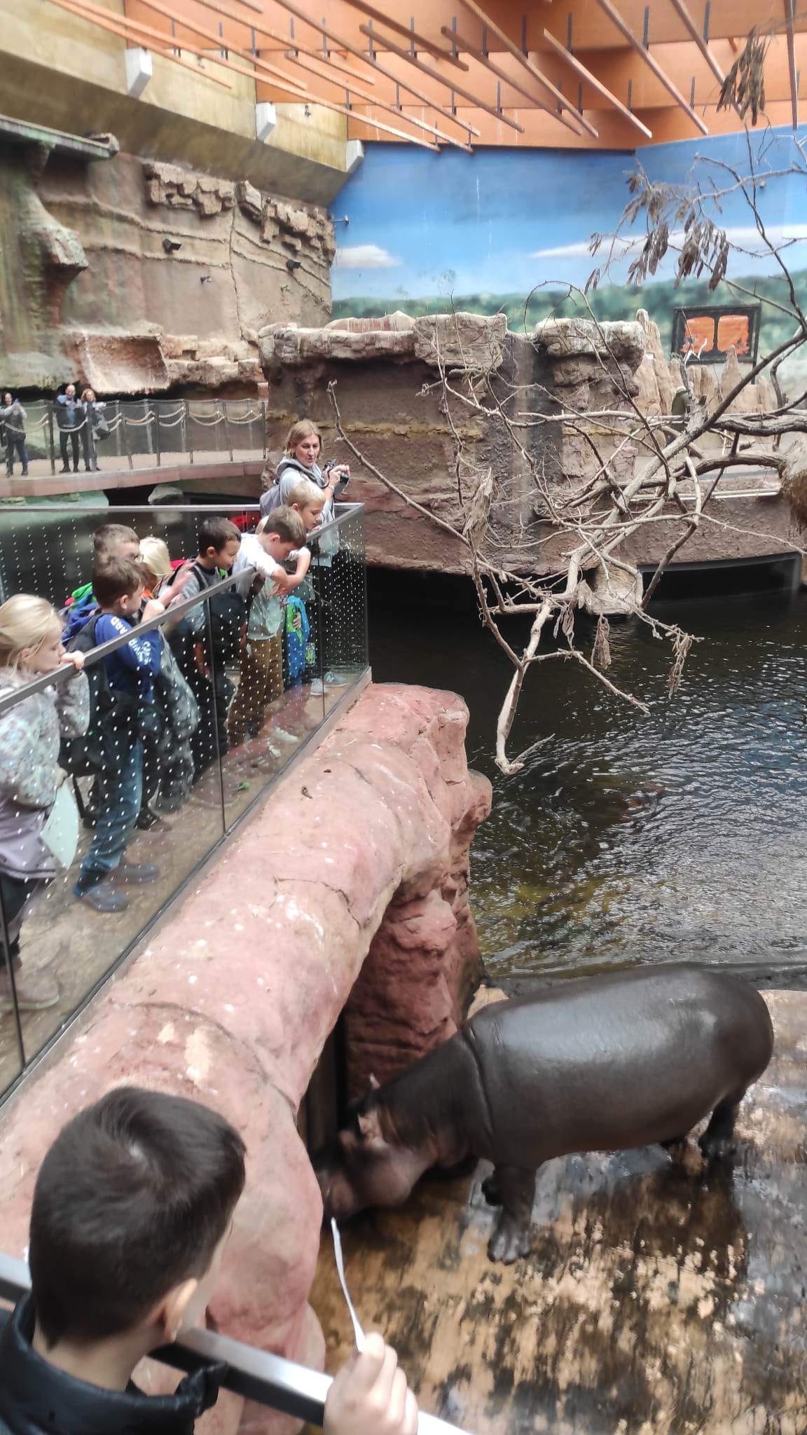 uczniowie oglądają hipopotama na wybiegu w Zoo we wrocławiu
