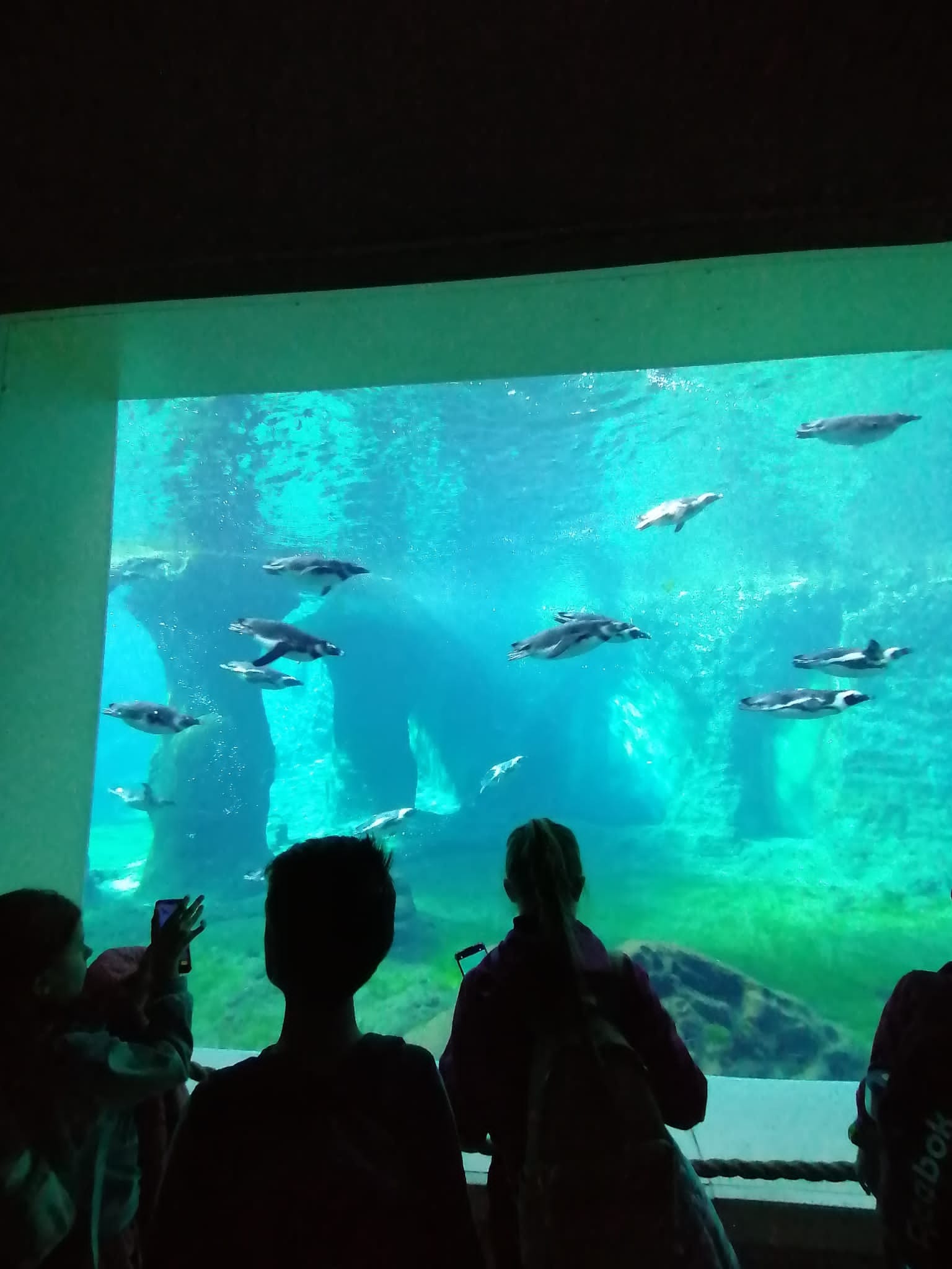 uczniowie oglądają ryby w akwarium w Zoo we wrocławiu