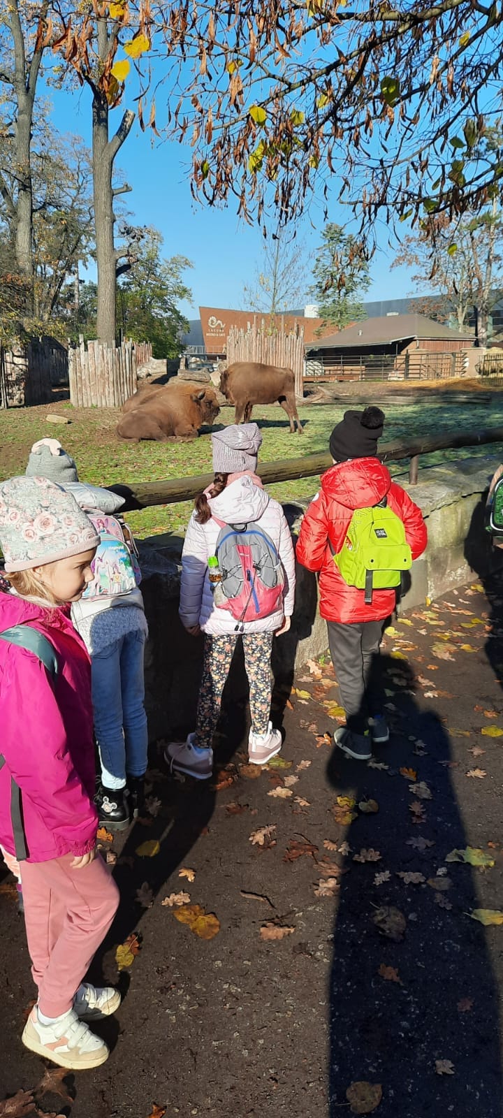 uczniowie oglądają żubry na wybiegu w Zoo we wrocławiu